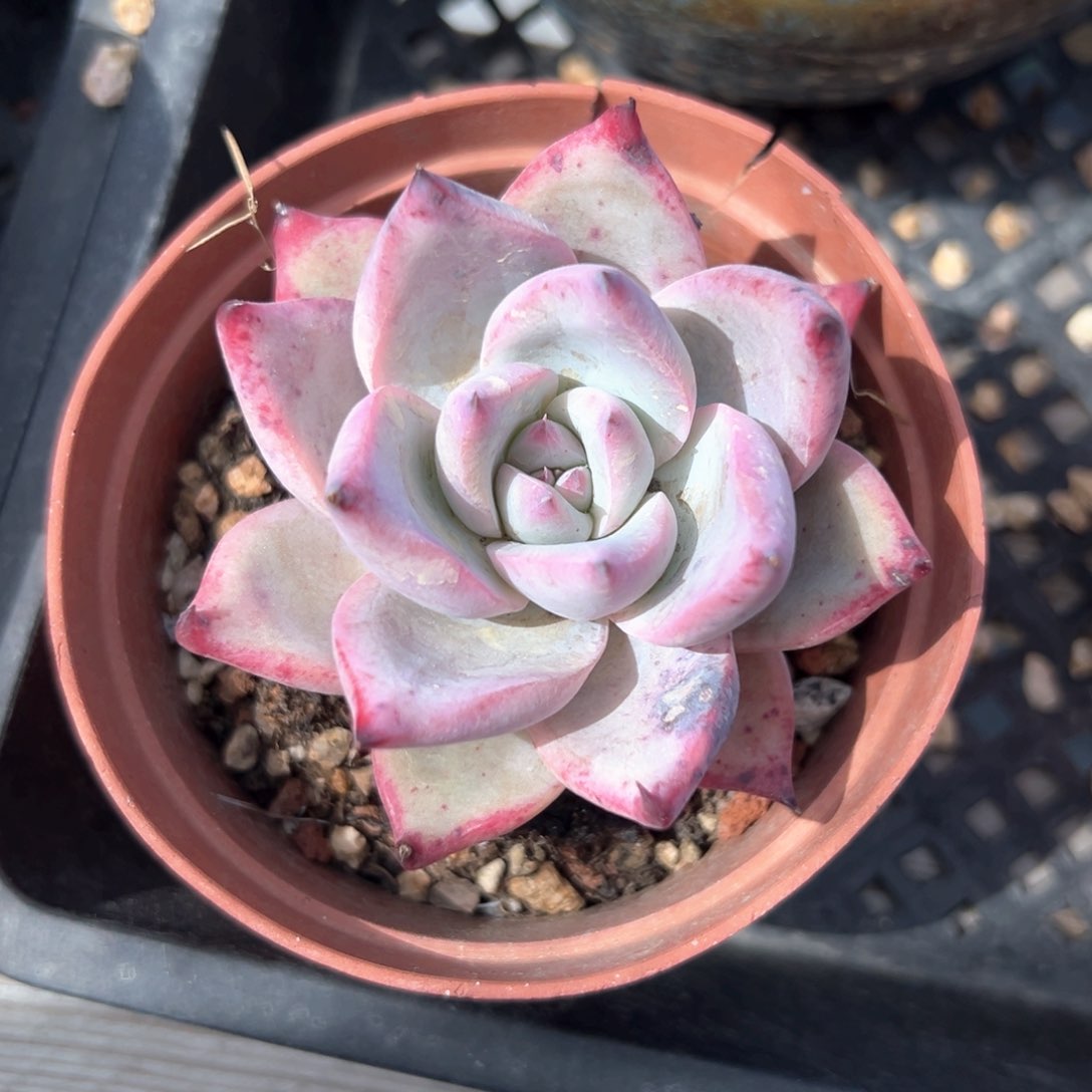 野卡（满38包邮）多肉