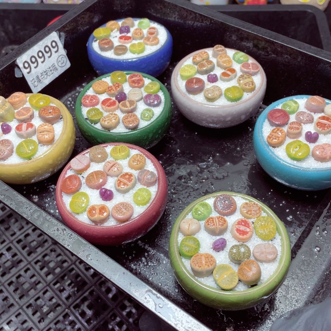 w9999-片状冰裂，一份一盆量拍