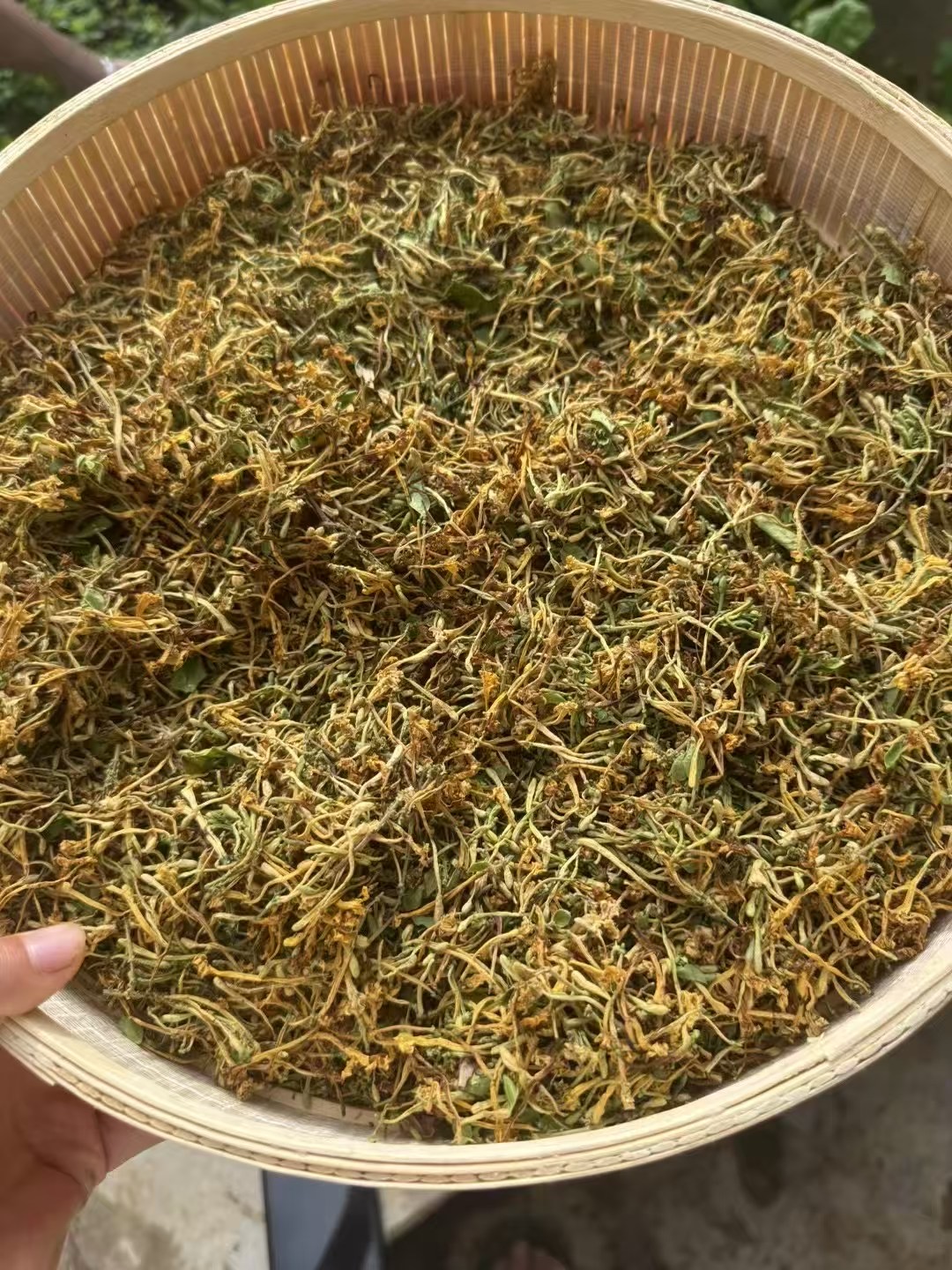 云南深山金银花 干货（两朵金花）