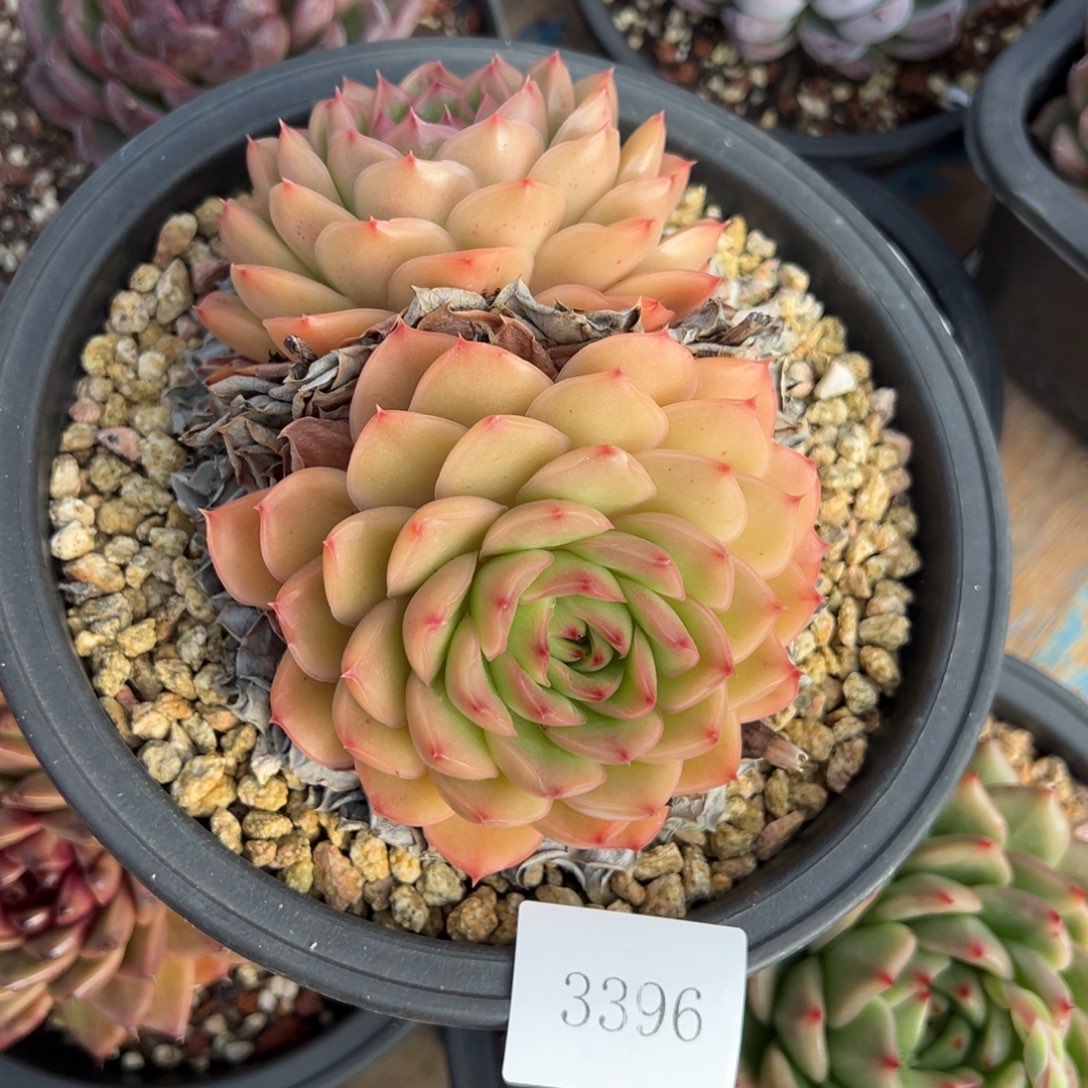 小*3396不包整肉肉肉肉肉肉