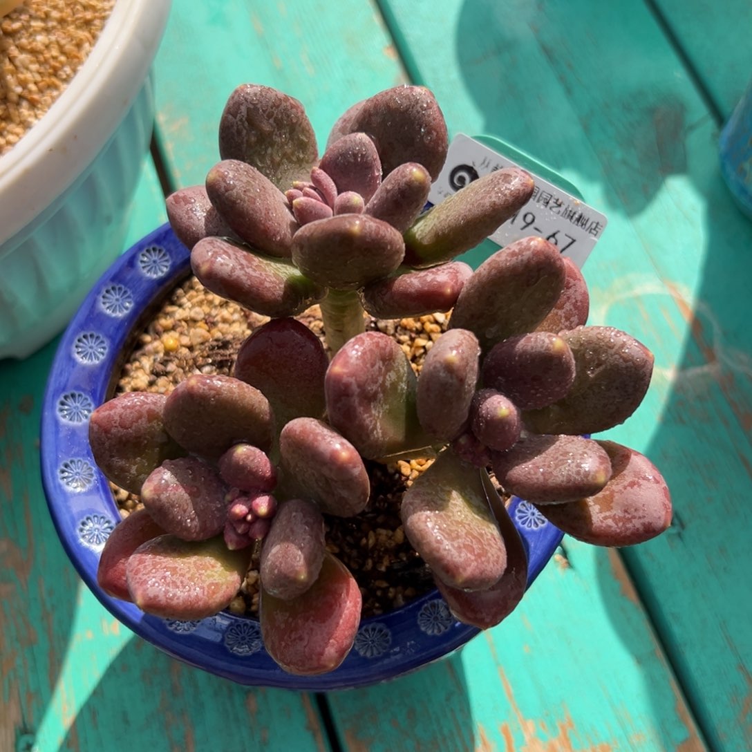 多肉一物一拍0219-67