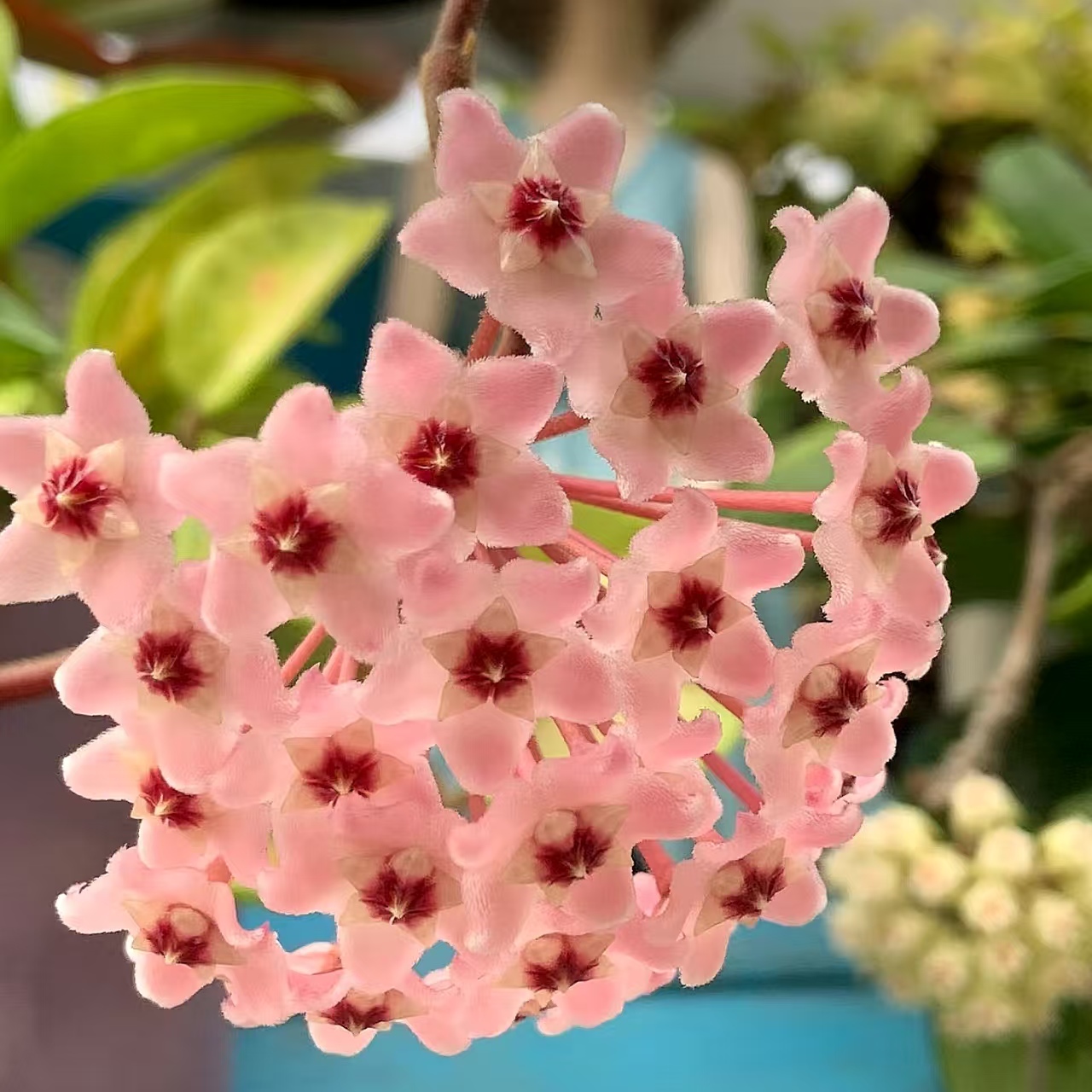 【绿叶内锦球兰】夏季美观开花爬藤办公室客厅栽培懒人推荐阳台花卉