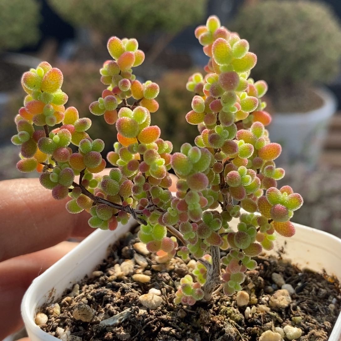 7363蜜橘糖球，5.5盆