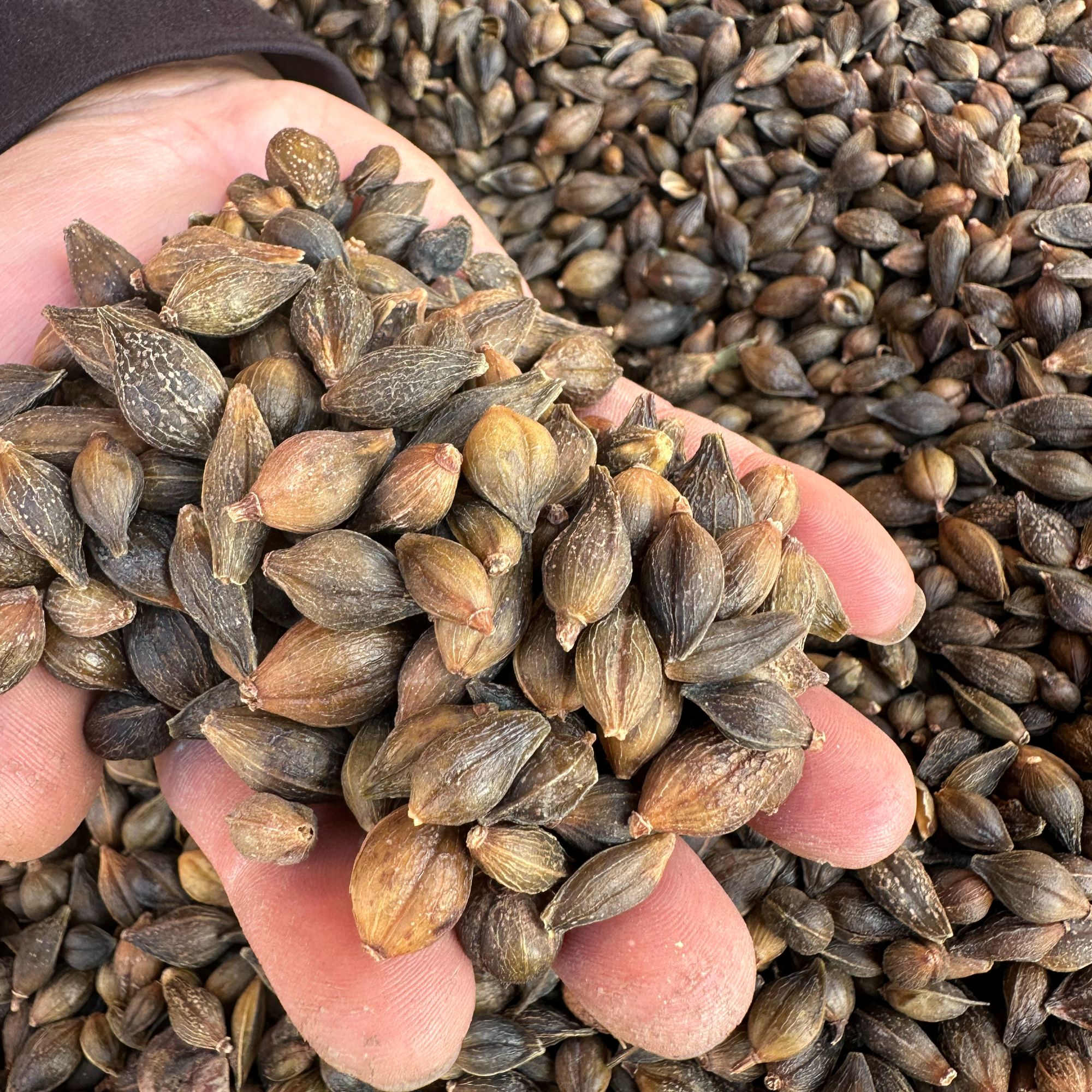 秦岭深山连翘泡水喝煮水喝连翘金银花连翘山栀子泡水