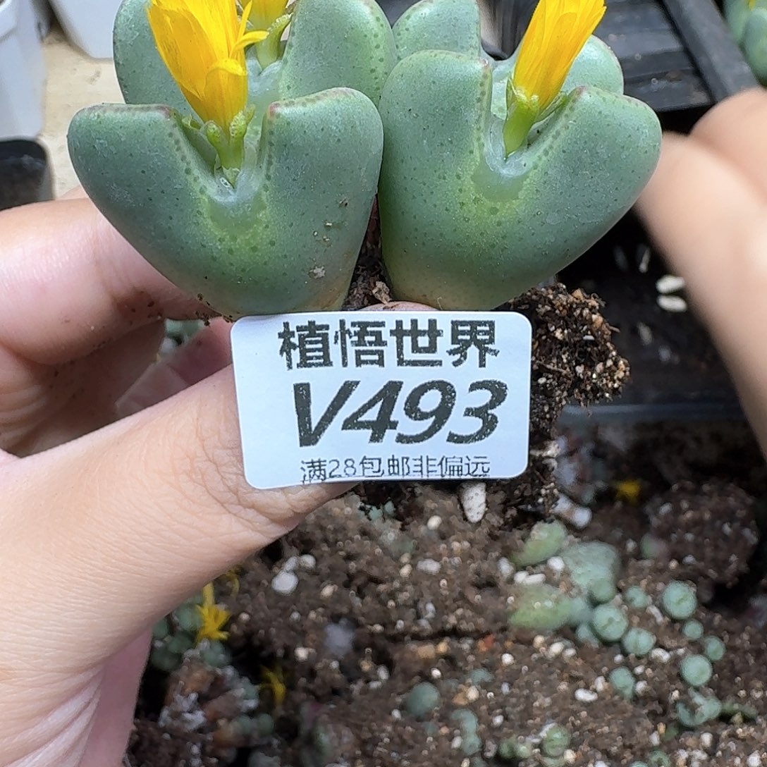 的W的润泽风格吧您多天