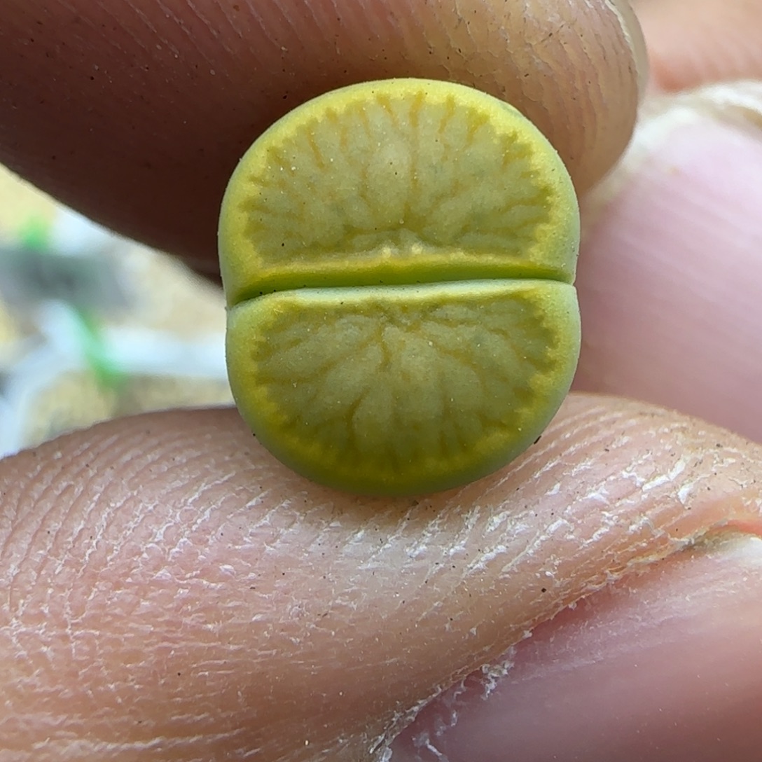 781 生石花大棚直播