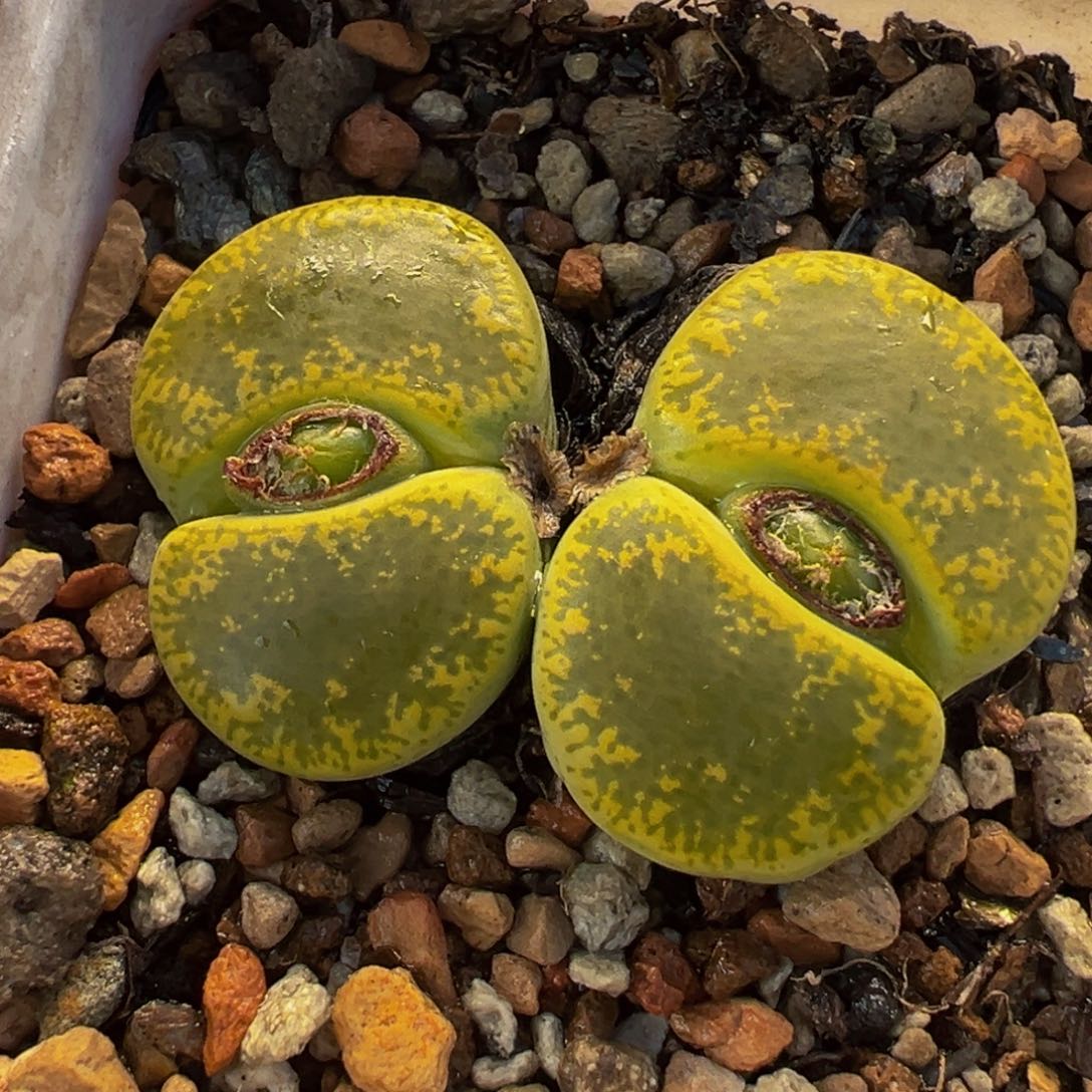 029多肉植物种类多样