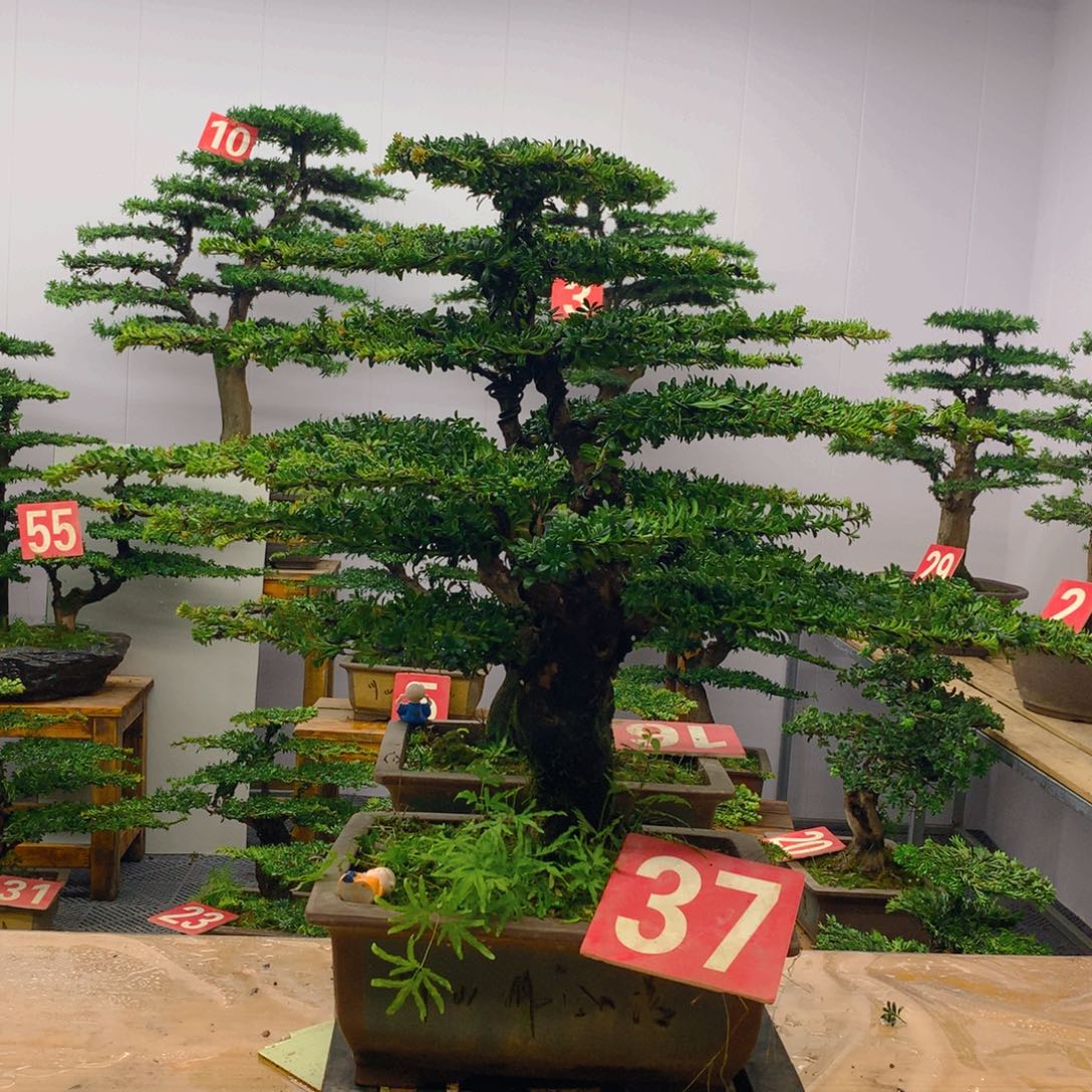 不开花植物罗汉松盆景一对