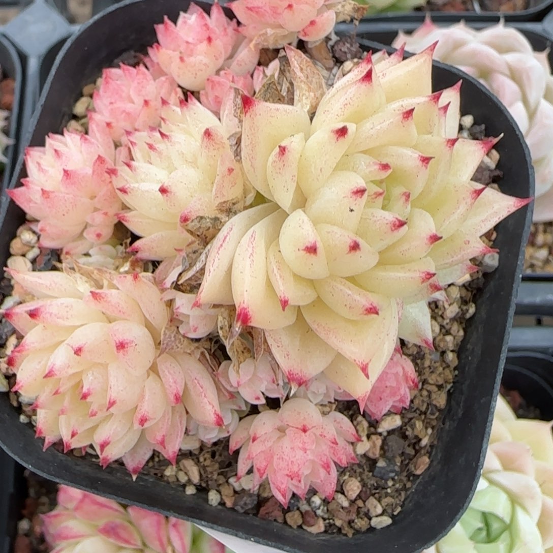 花语逸境0216-498散