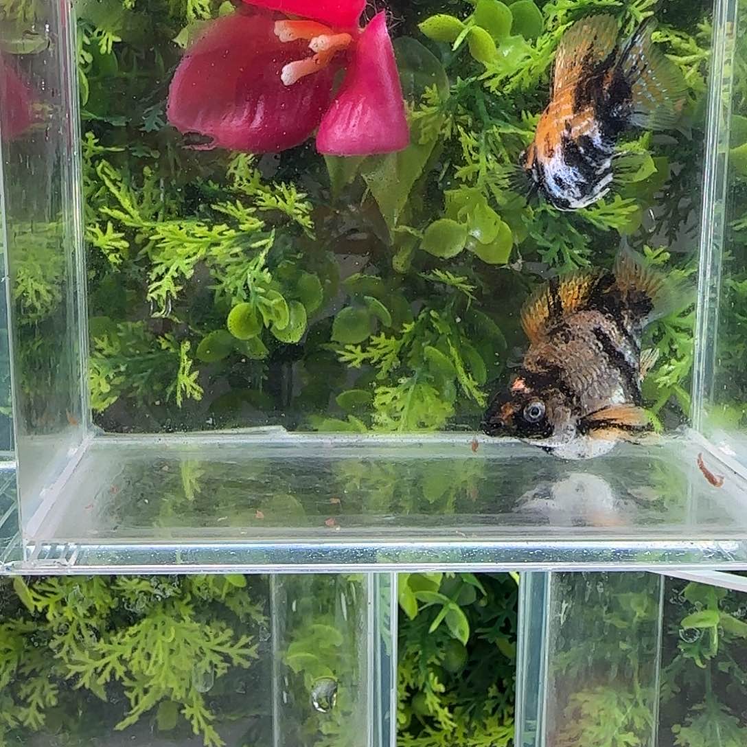 孔雀鱼钻石玛小老虎一对