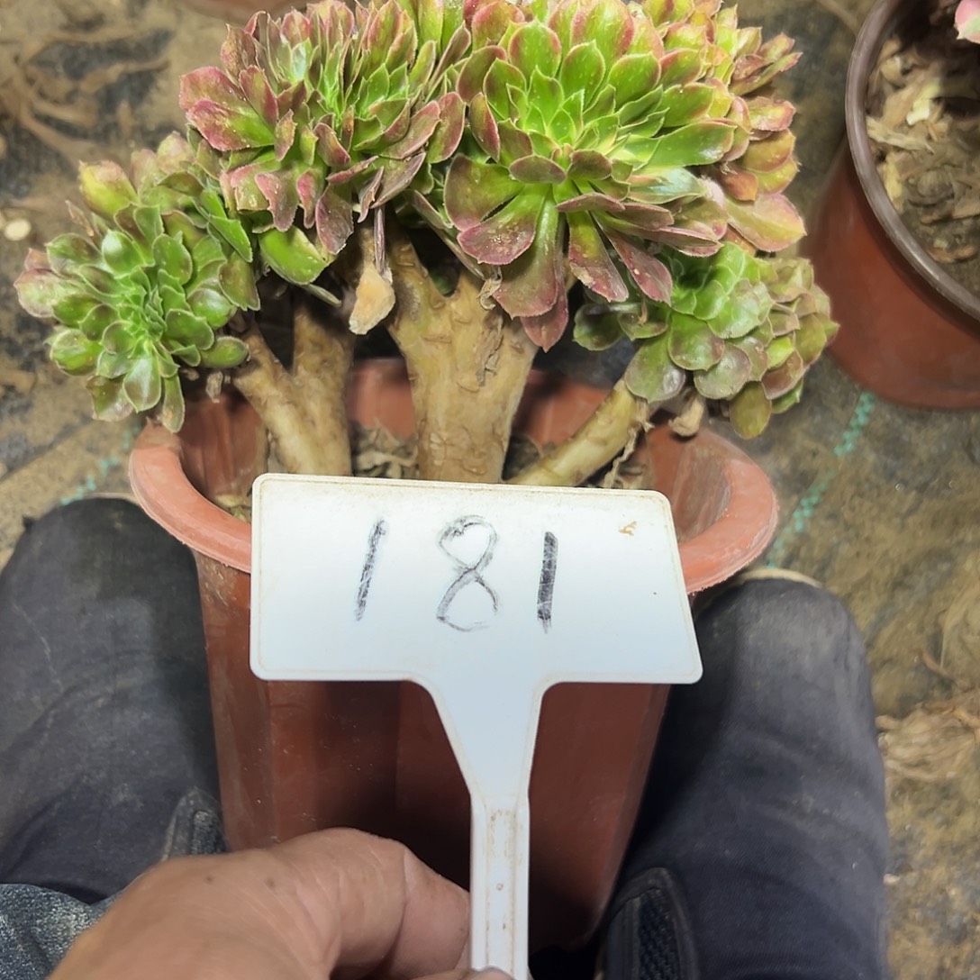 多肉植物香菲缀花181