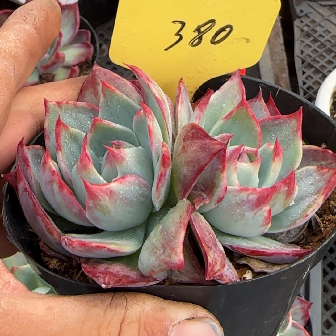 惊鸿一物一拍包装收缩花旱380