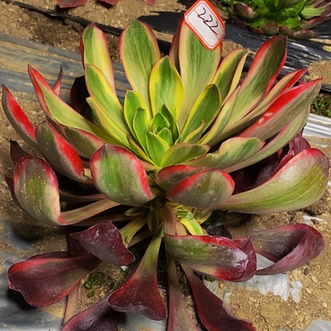 红魔女捧花法师222