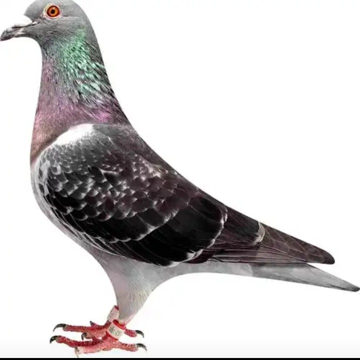 信鸽，种鸽，幼鸽，血统鸽，成绩鸽，鸽子窝