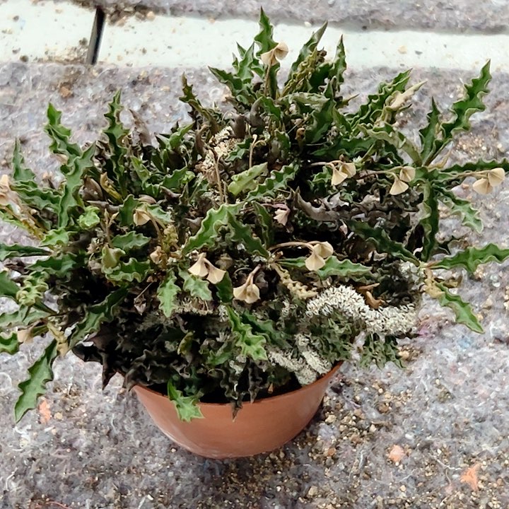 皱尤麒麟缀化仙人球