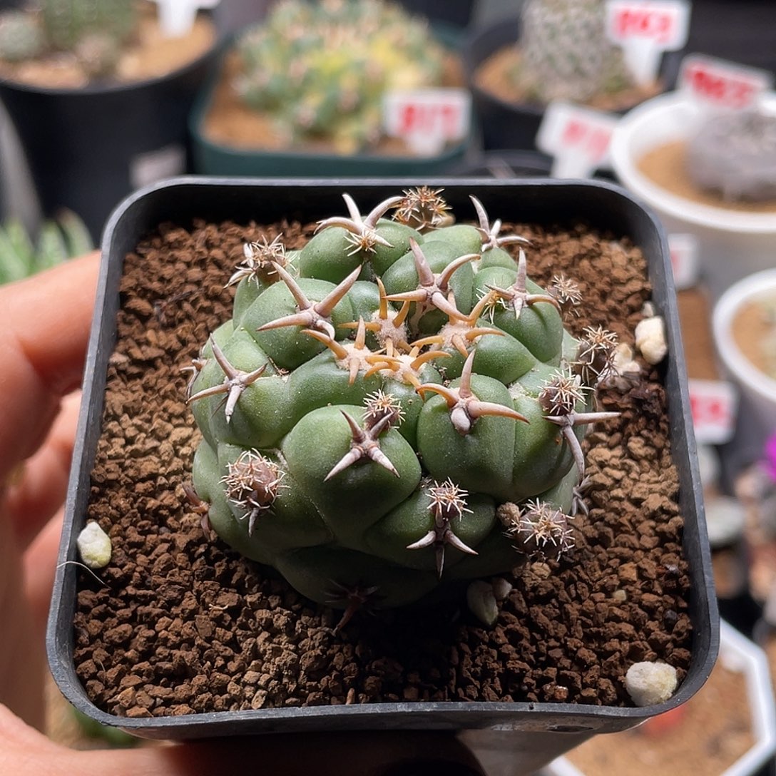 大尤短豪刺獠牙仙人球