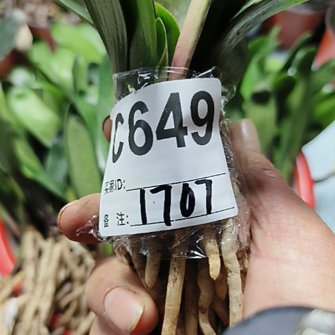 小***宇完全开放0000000000