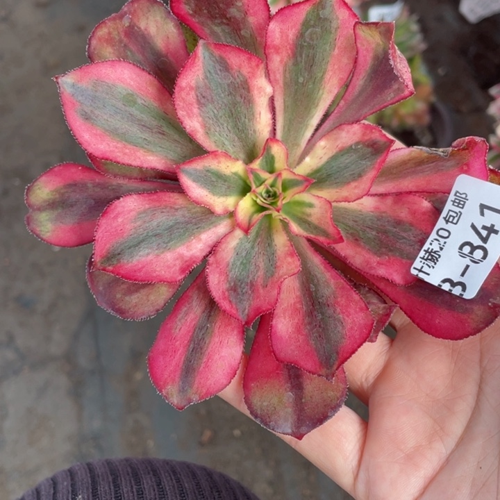 841魅影砍头20包邮123446789