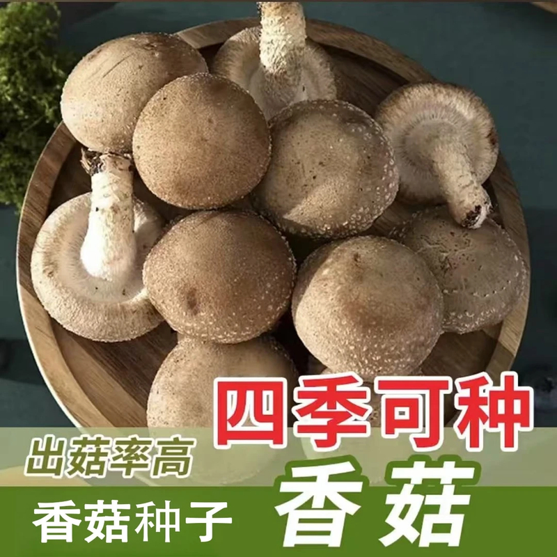 【新品香菇种子】食用菌菇阳台栽培四季土壤种植菌种家种-sss