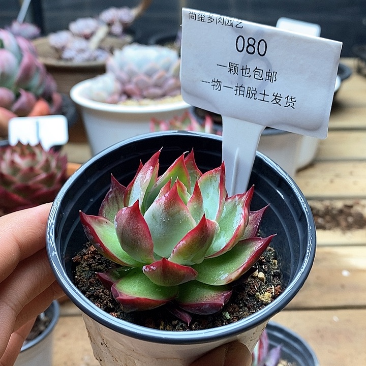 惊鸿仙子一物一拍080