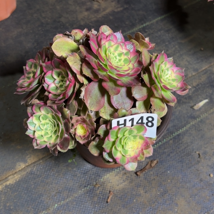 瑞妈，。。。。。148千禧