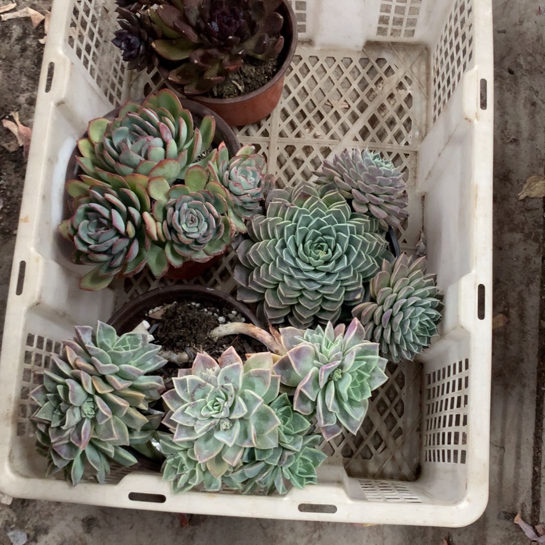 V***叁一物一拍多肉植物