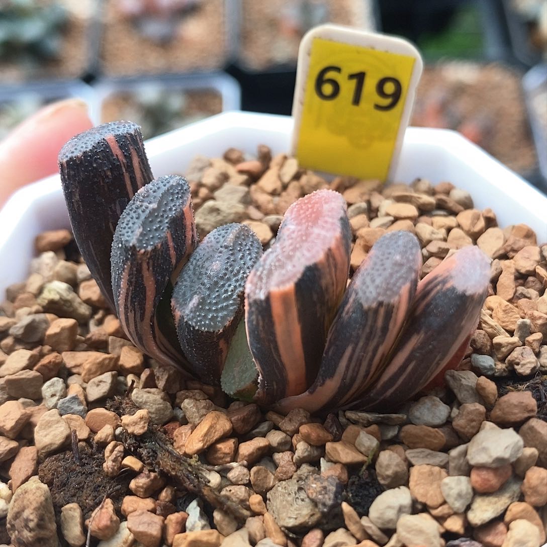 红陶619号赤坂玉扇锦一物一拍