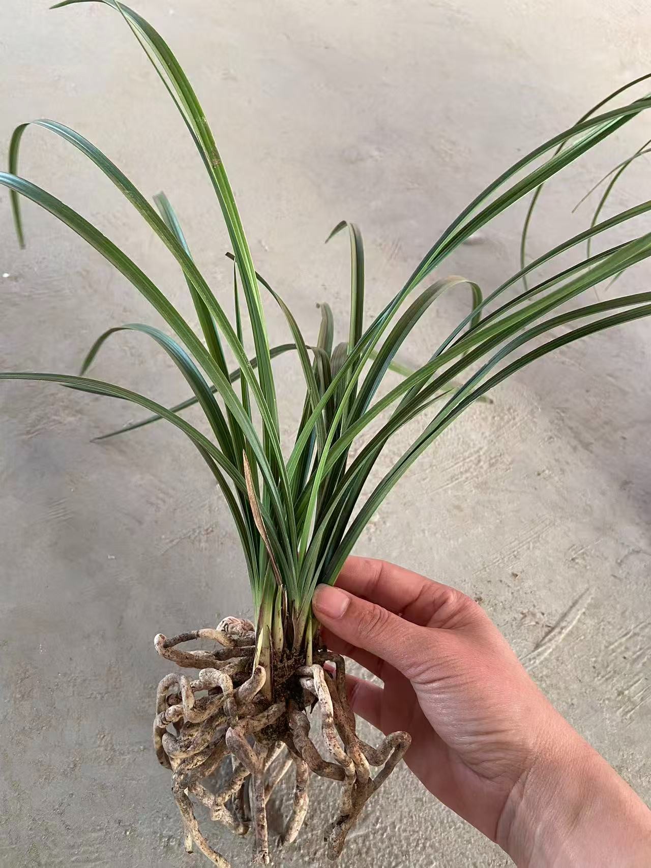 惠兰盆景苗大壮苗一杆多花浓香型花朵