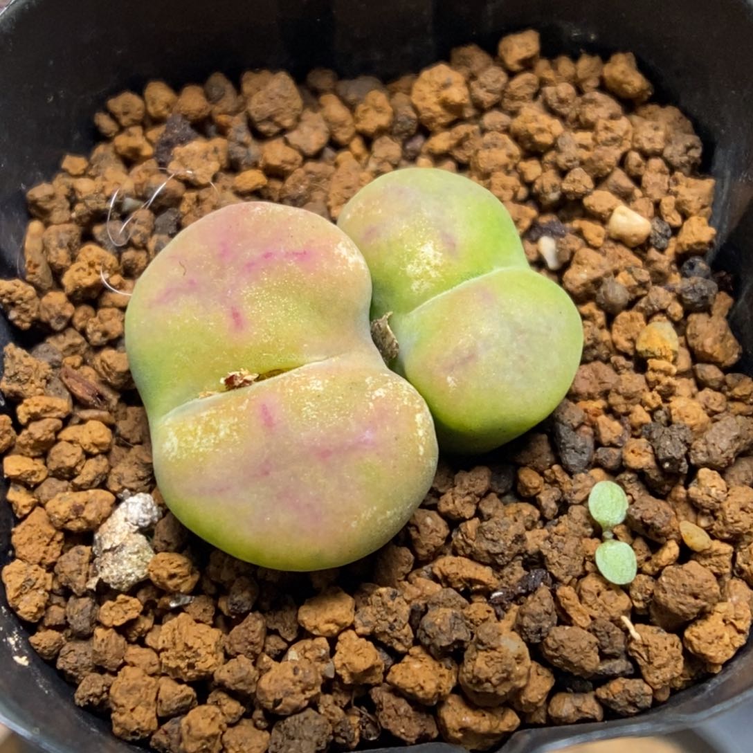 多肉植物肉锥杂交K-734（1.9）八重杂 多倍体