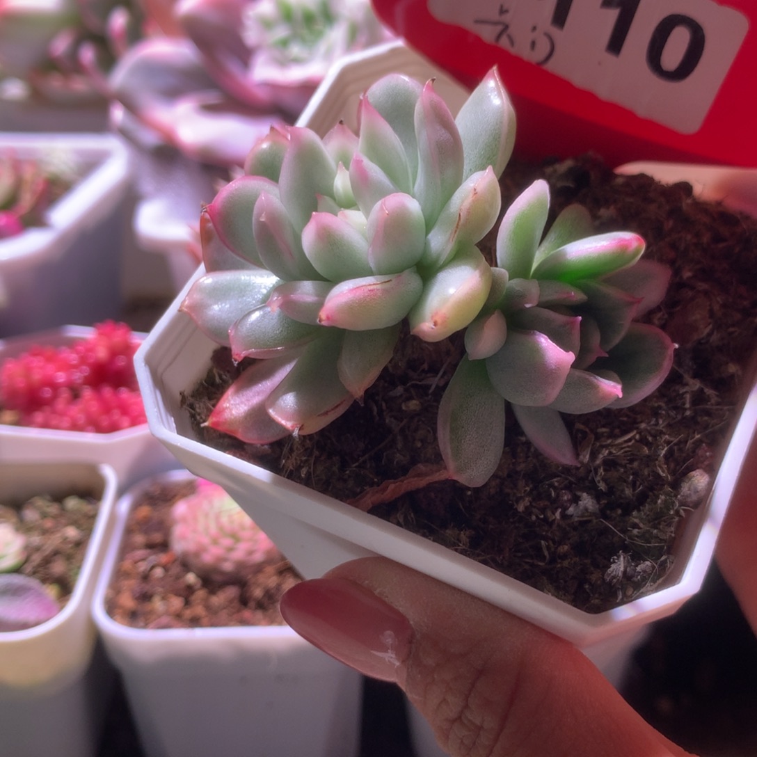 卡门覆轮锦双头有根
