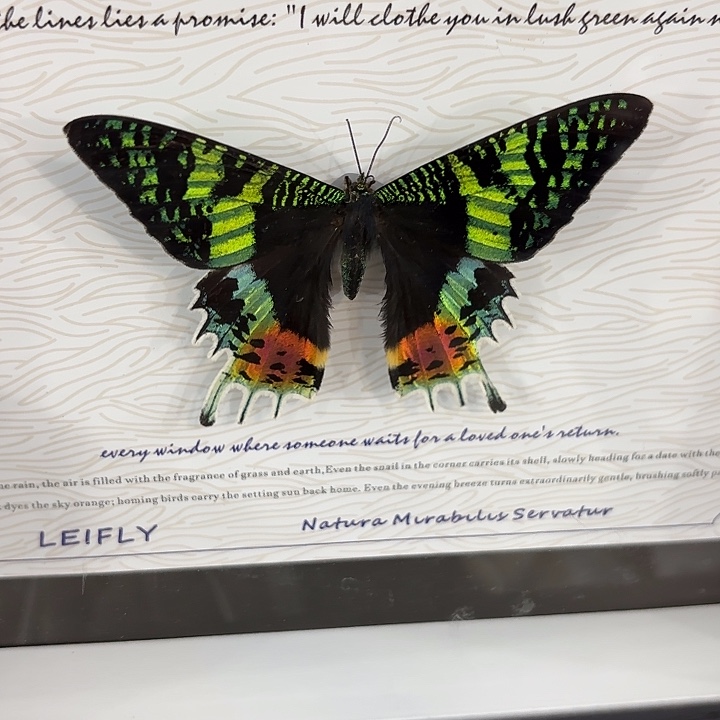 十寸新背景太阳蛾