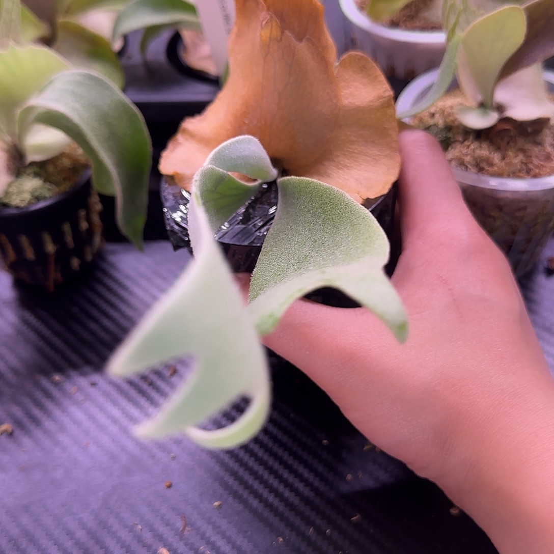 黄月鹿角蕨孢子苗