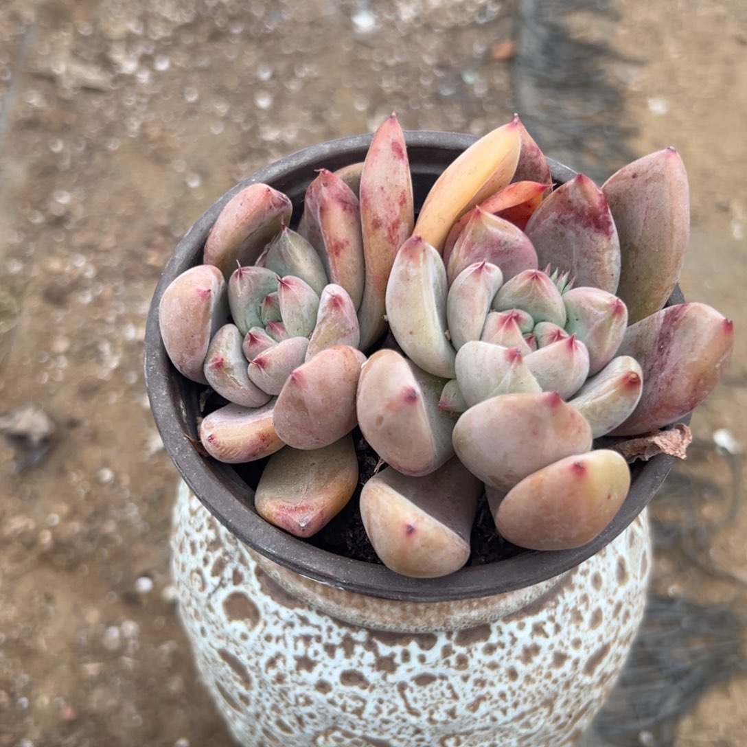 多肉植物婚钻双头