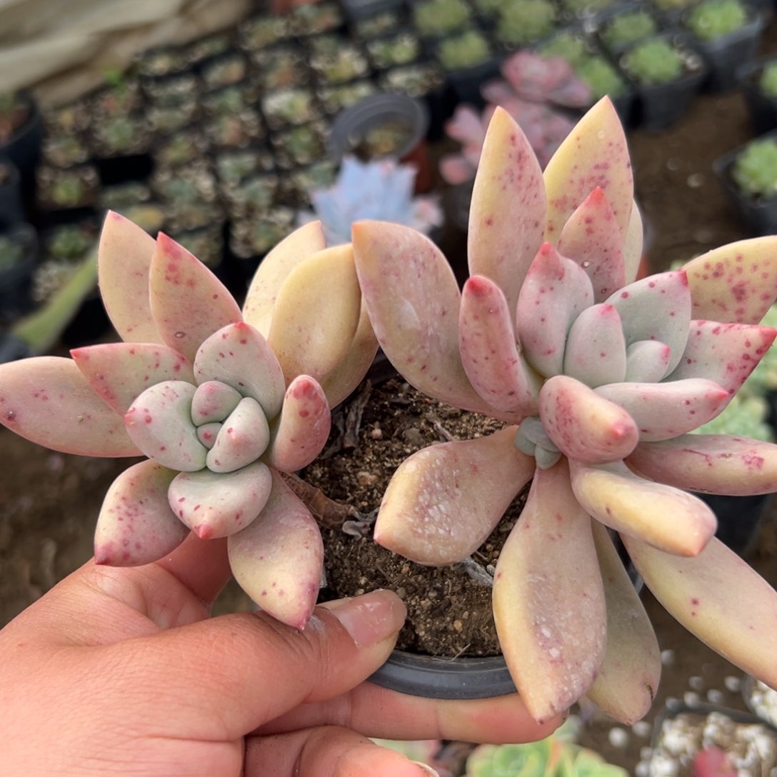 多肉植物多肉植物