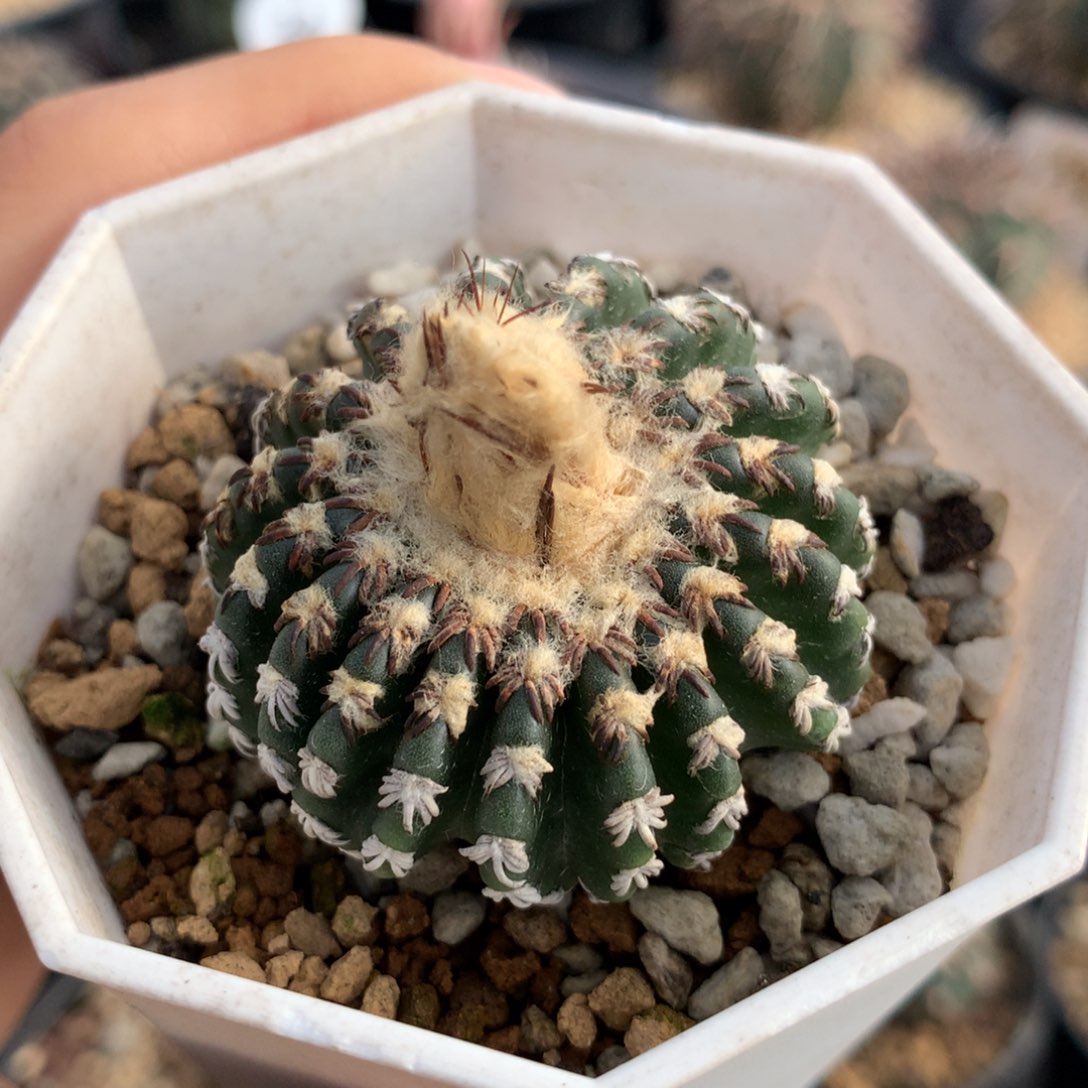 实生奇特球仙人球