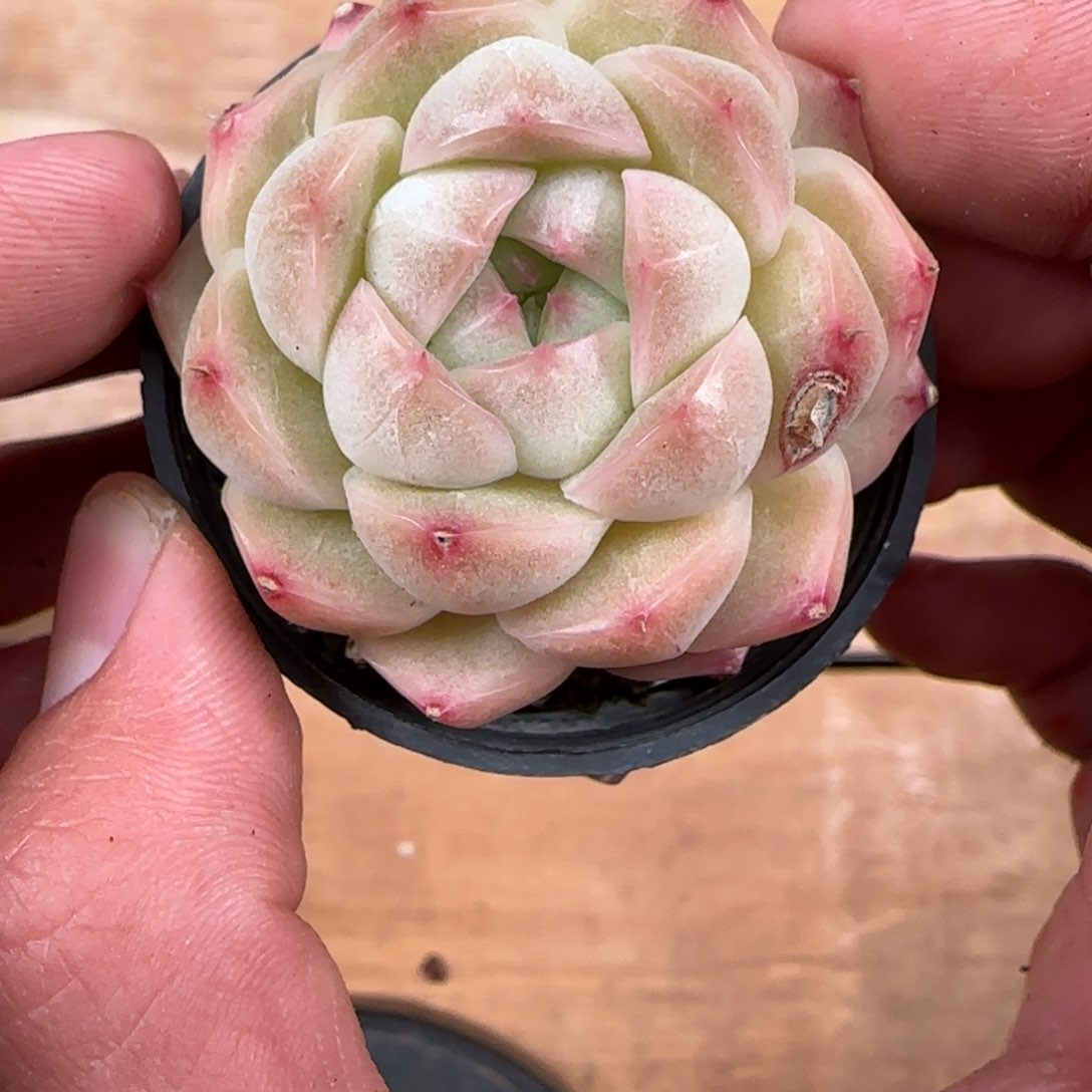 一物一拍麦秆珍妮04349
