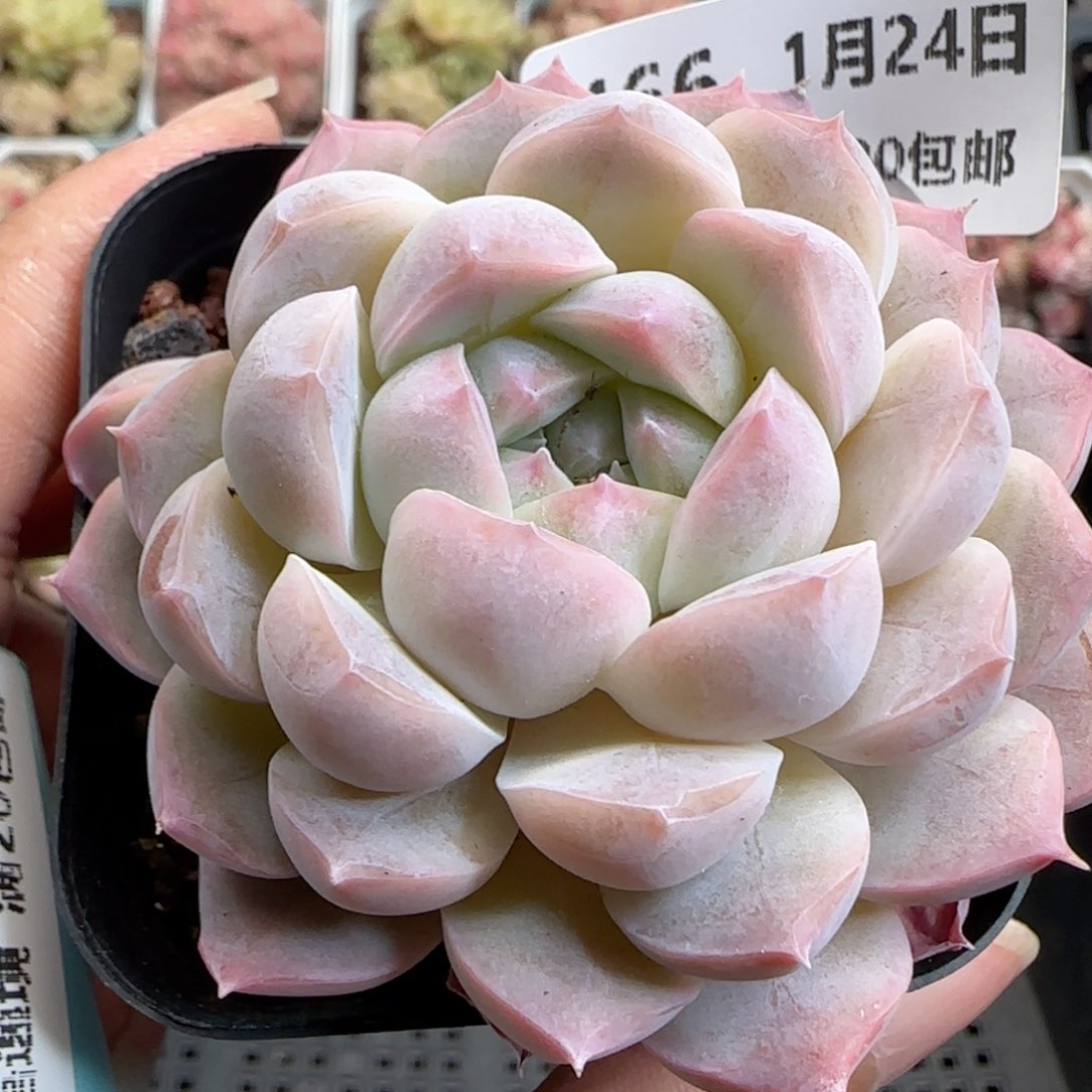 花语逸境0124-466糖心