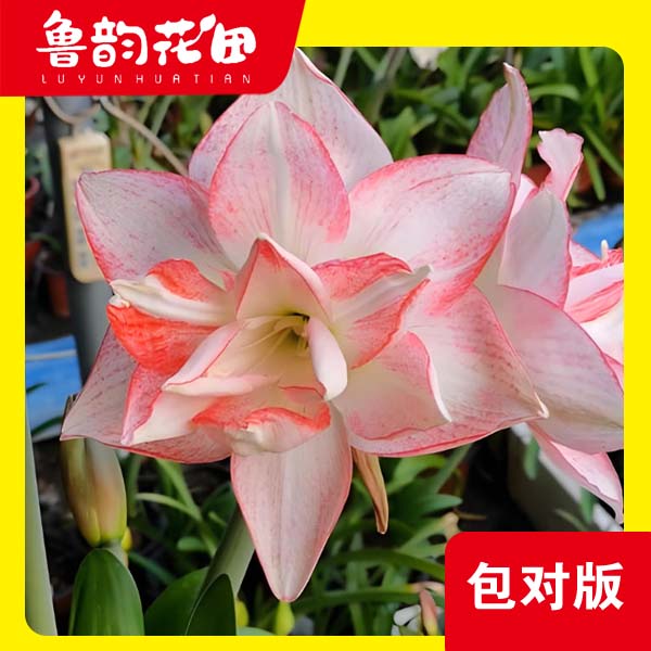 鲁韵花田球迷桃花劫-重瓣朱顶红种球适合室内阳台观赏的花卉