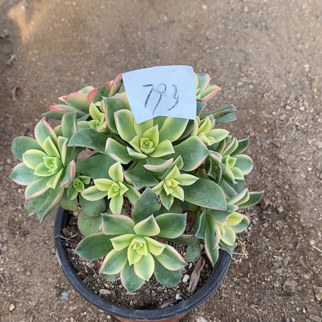 793艳日辉多肉法师锦