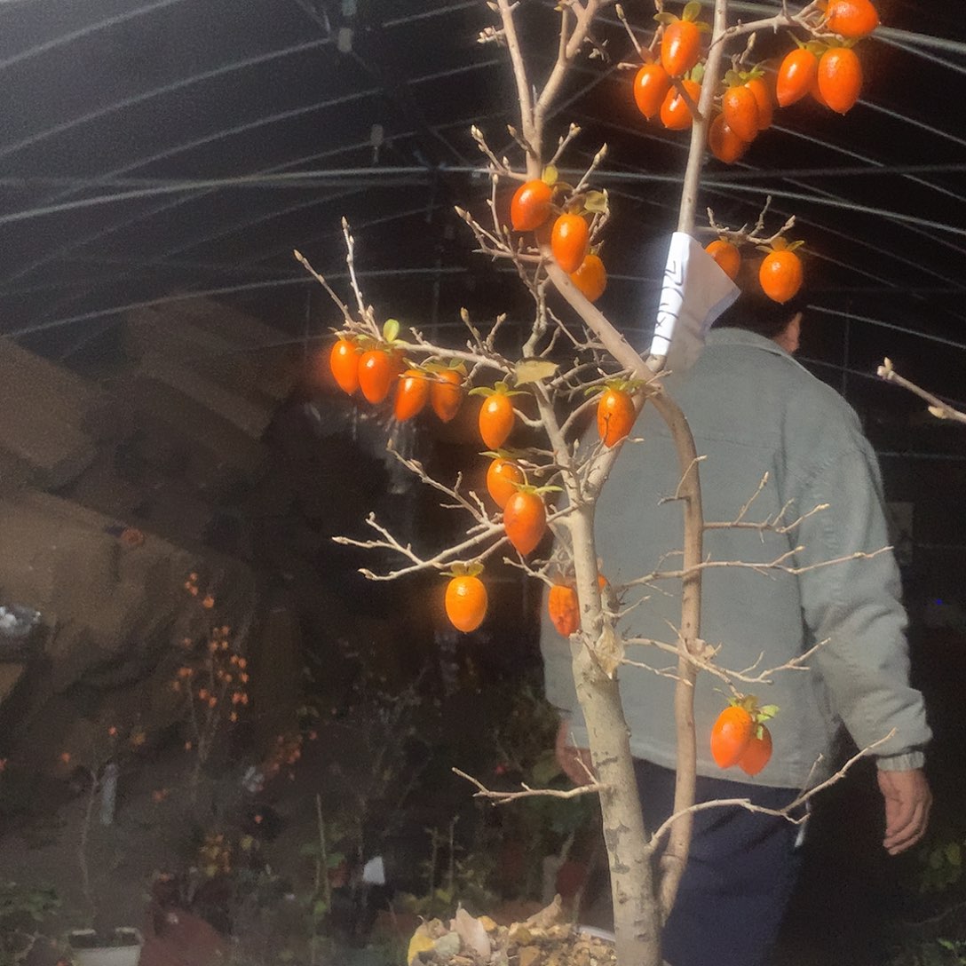 刚***阿无花朵我们的目标