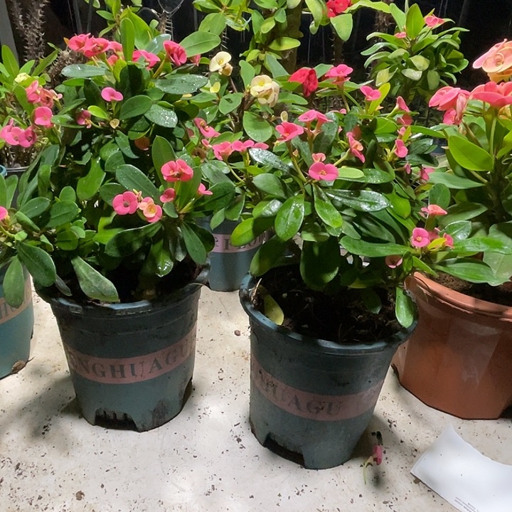芦***宝皇后给哥哥哥哥哈哈哈哈哈哈哈哈哈