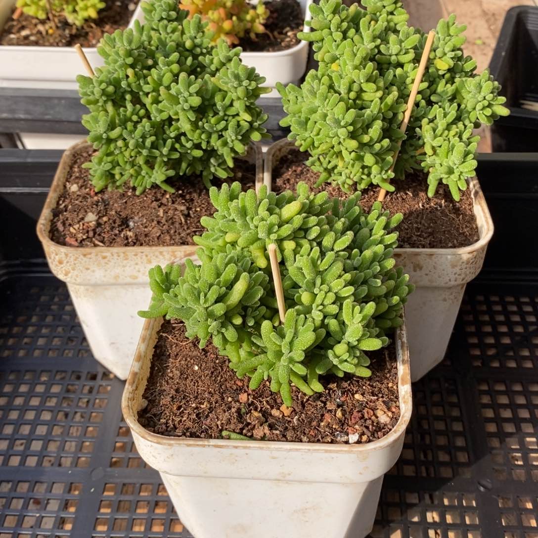 枝干番杏多肉植物038