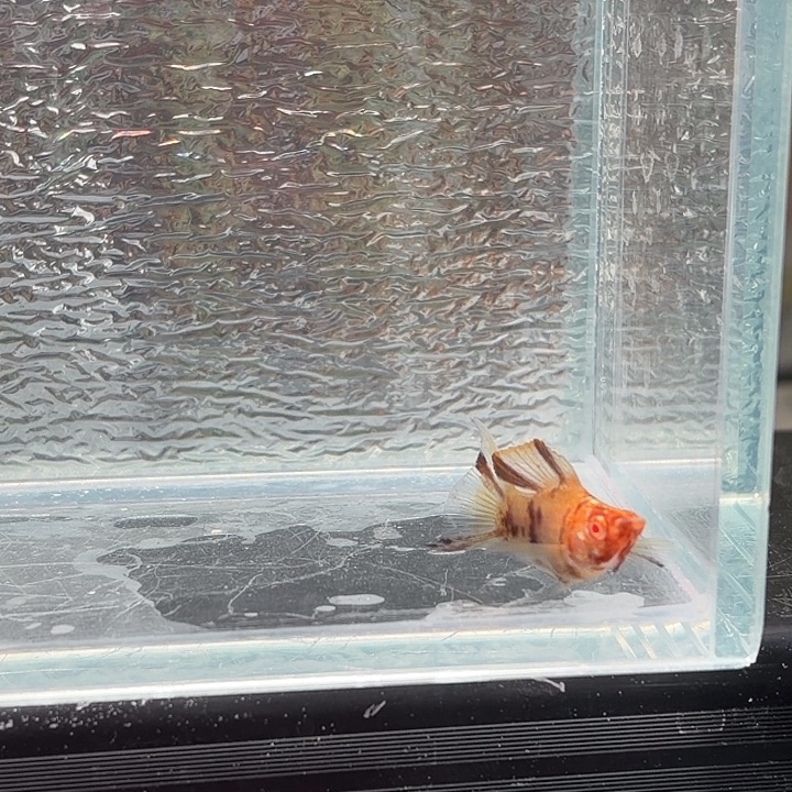 孔雀鱼玛丽鱼一条可可公