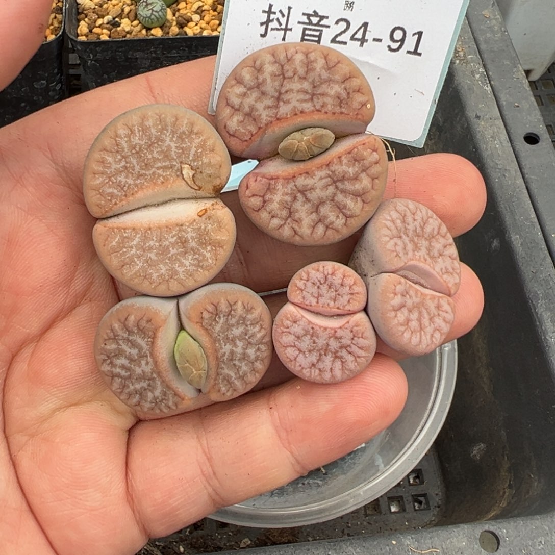 24-91肉锥多肉植物