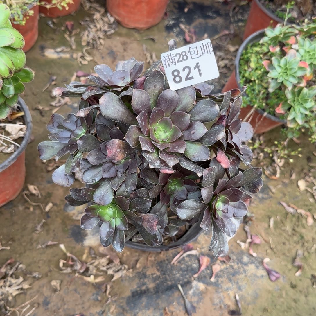 炫彩圆叶多肉821满28包邮断枝不包
