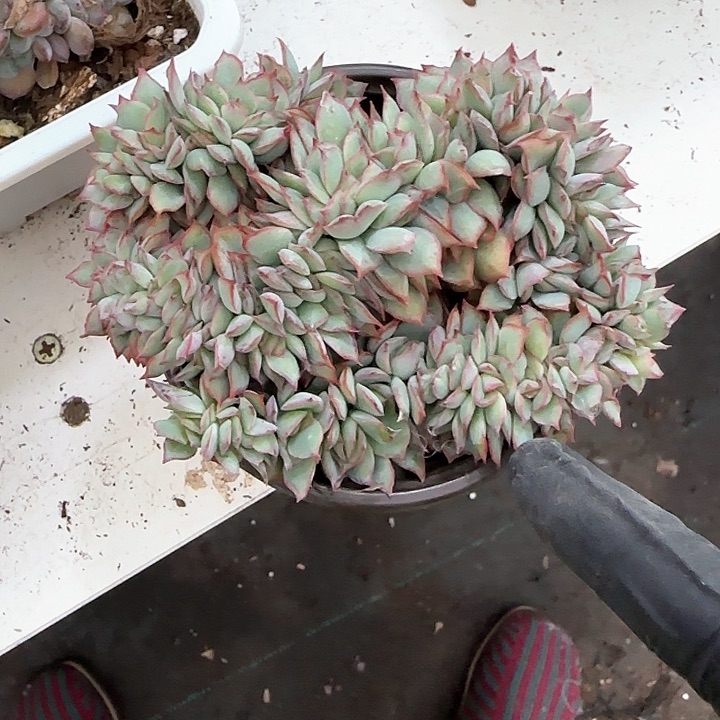 青蛙王子儿童牙膏111