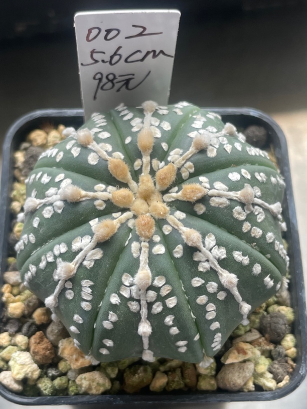 泰系实生兜002-005一物一拍