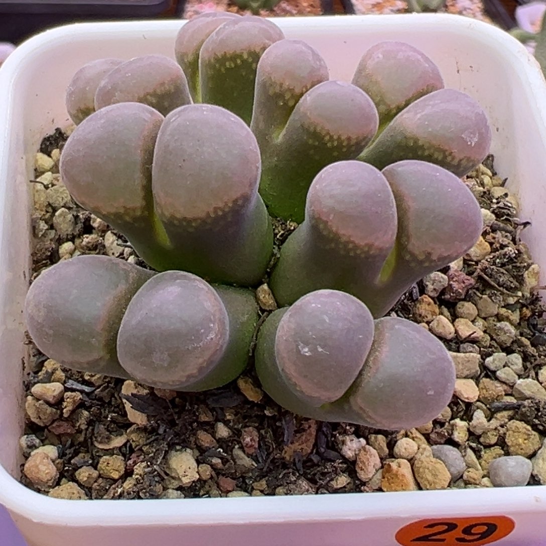 29号红风铃福利。。。。。。。