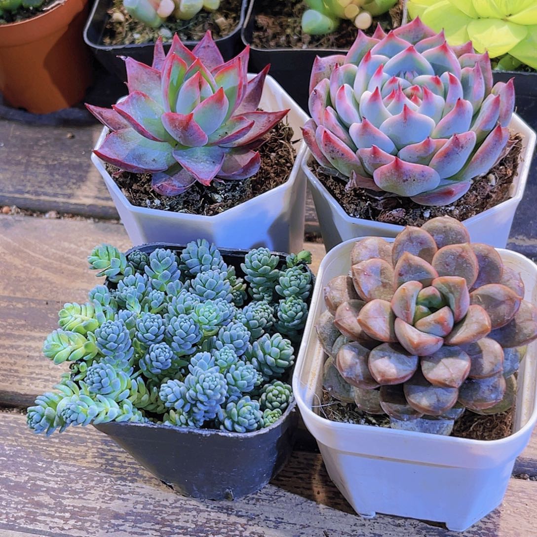 惊鸿。葡萄。吉娃娃。姬美人