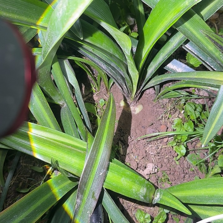 白肋杂交 一坨 可寄养